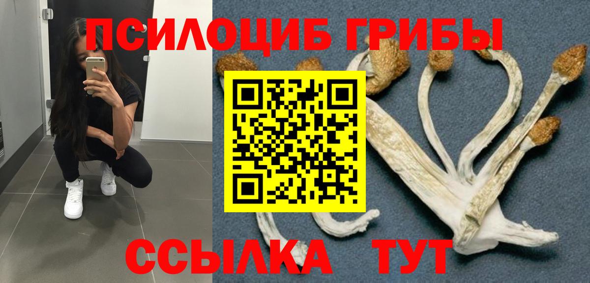 где купить наркотик  Вход с VPN  Саранск  Галлюциногенные грибы Cubensis 